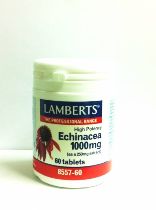 lamberts echinacea